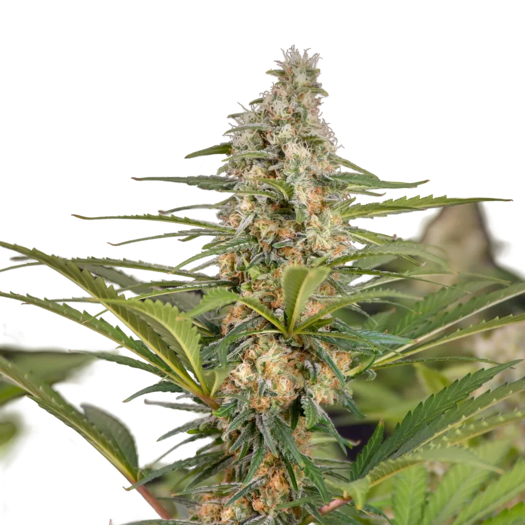 Cali Crasher – Produktansicht