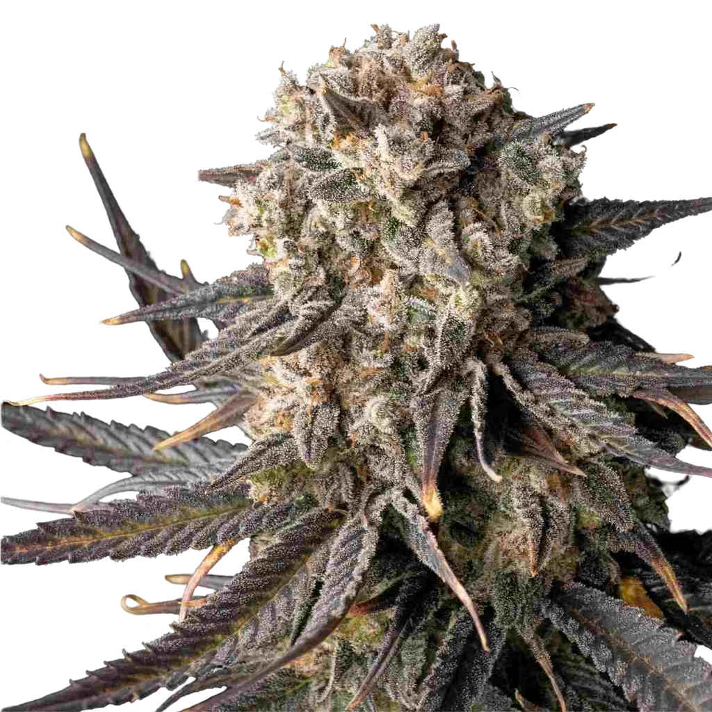 Cali Critical Mass | PHOTOFEM | Seedsman