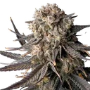 Cali Critical Mass | PHOTOFEM | Seedsman