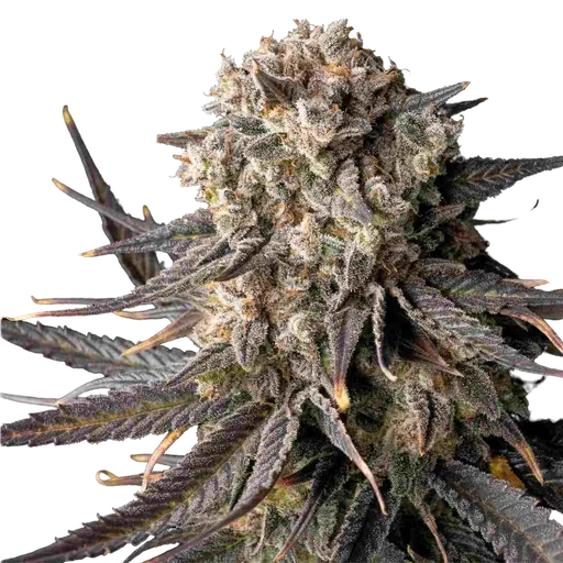 Cali Critical Mass