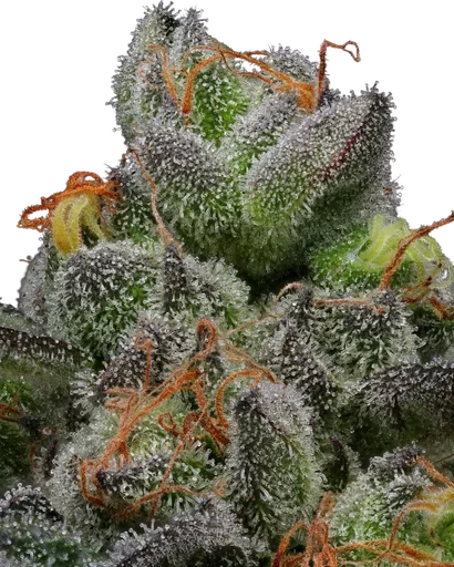 California Cream (Caramel Cream)