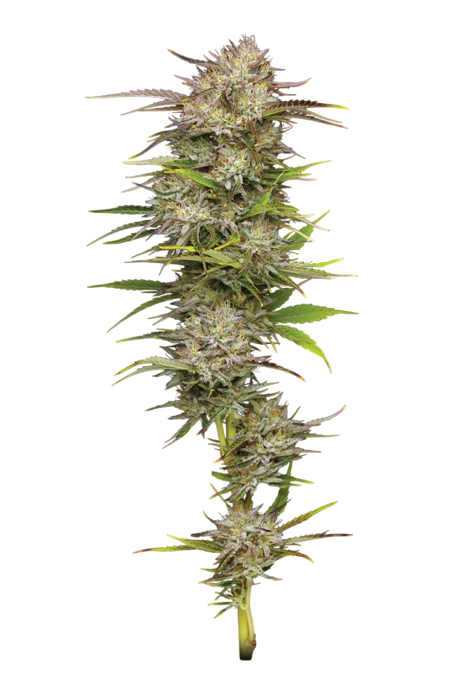 California Haze – Produktansicht