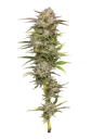 California Haze | PHOTOFEM | Humboldt Seed Co.