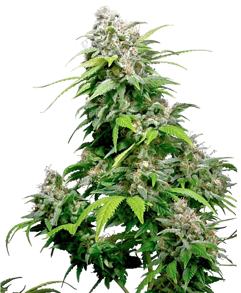 California Indica | PHOTOFEM | Sensi Seeds