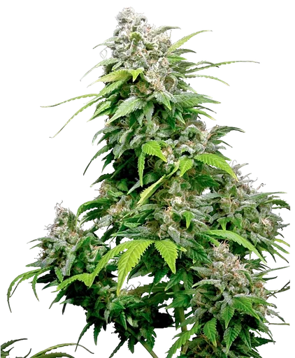 California Indica