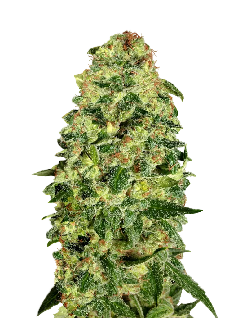 California Kush Auto – Produktansicht