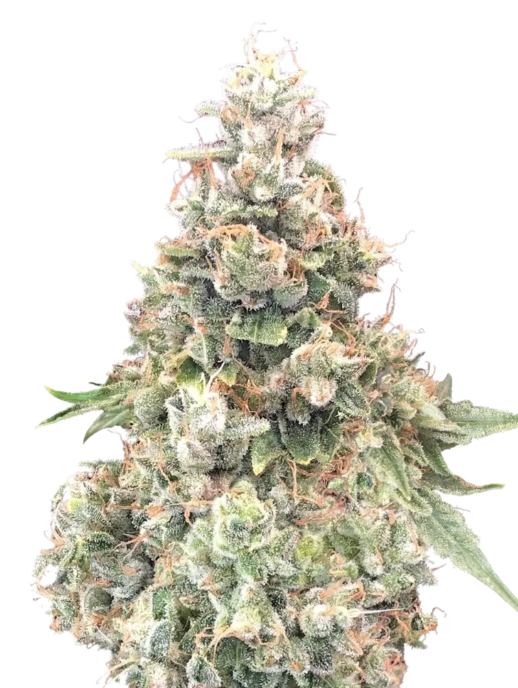 California Kush FAST | PHOTOFEM | 00 Seeds