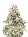 California Kush FAST | PHOTOFEM | 00 Seeds