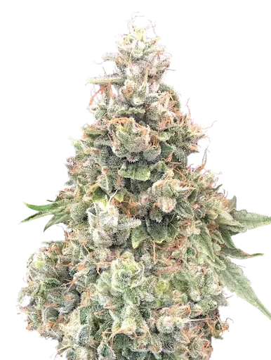 California Kush FAST