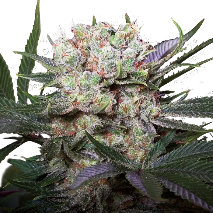 Californian Gold – Produktansicht