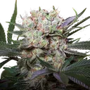 Californian Gold | PHOTOFEM | Paradise Seeds