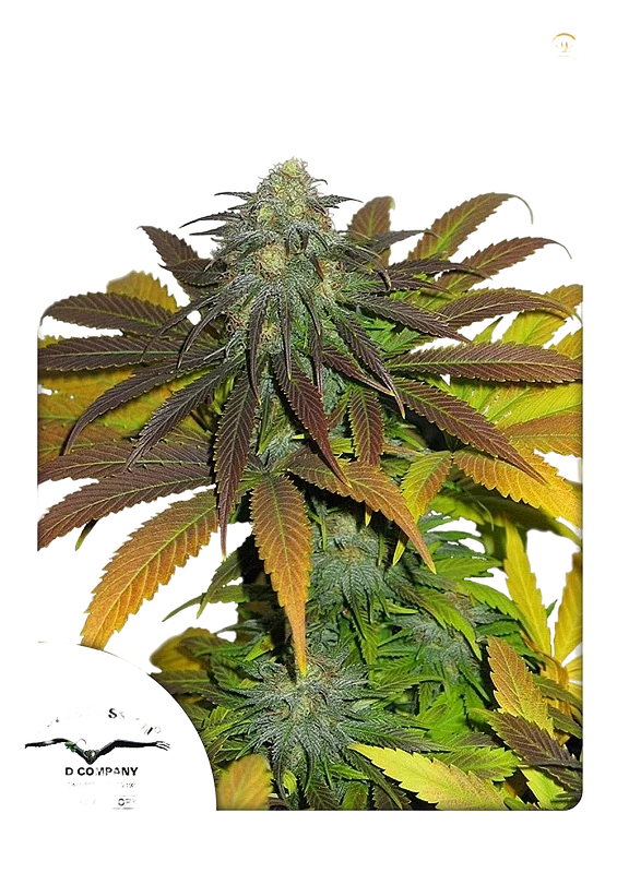 Californian Orange – Produktansicht