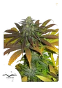 Californian Orange | PHOTOFEM | Dutch Passion