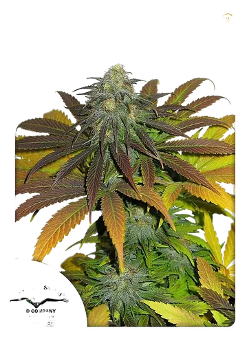 Californian Orange