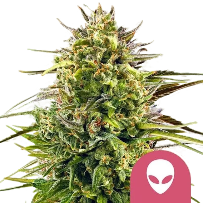 Alien OG – Produktansicht