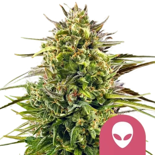 Alien OG | PHOTOFEM | Royal Queen Seeds