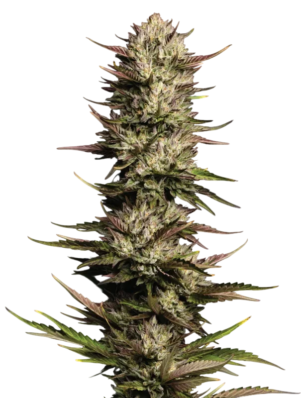 California Octane – Produktansicht