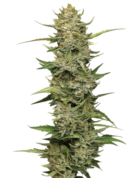 California Sour Diesel Auto – Produktansicht