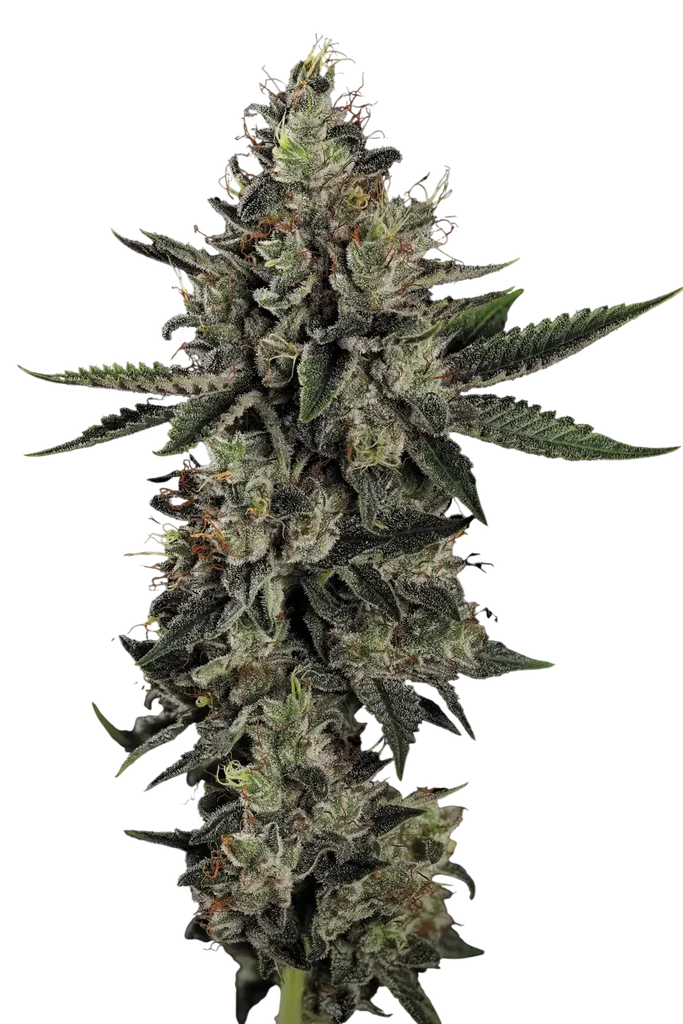 Candy Breath – Produktansicht