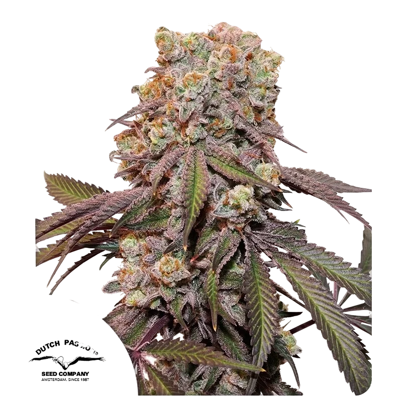Candy Bubatz XL Auto – Produktansicht