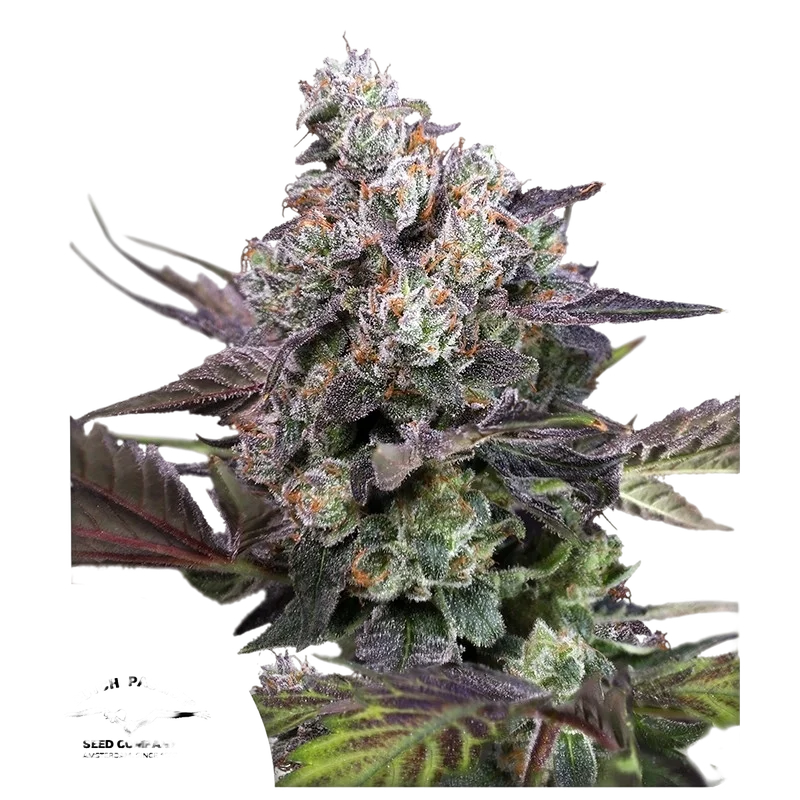 Candy Bubatz XL – Produktansicht