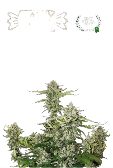 Candy Dawg Auto – Produktansicht