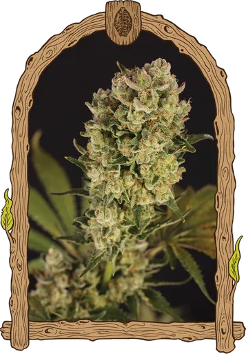 Candy Jungle Auto