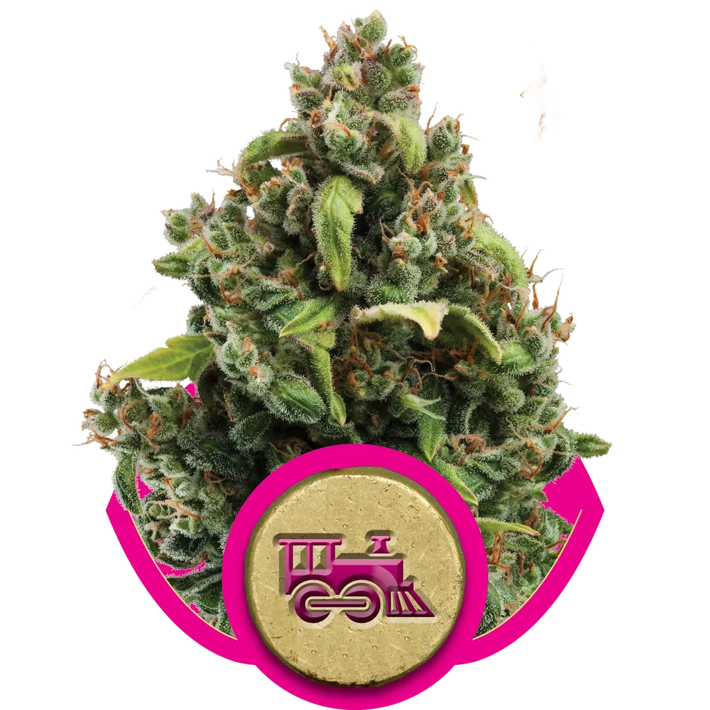 Candy Kush Express FAST – Produktansicht