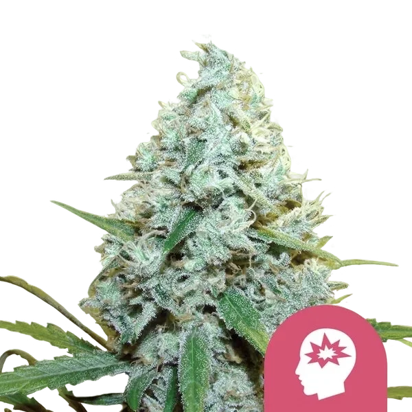 AMG (Amnesia Mac Ganja) – Produktansicht