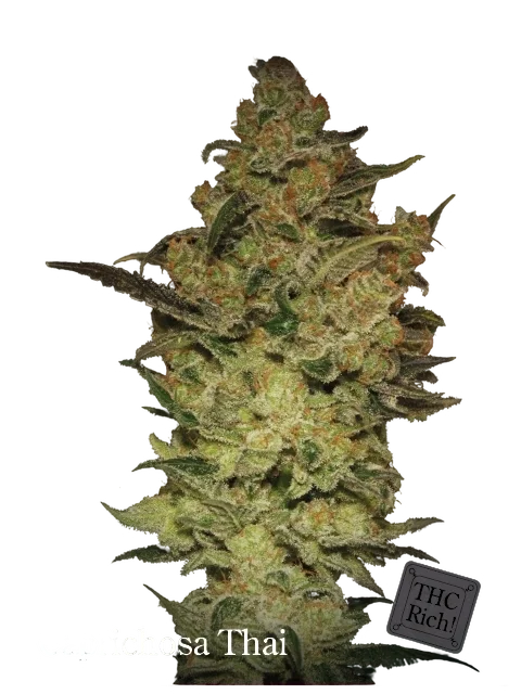Caprichosa Thai – Produktansicht