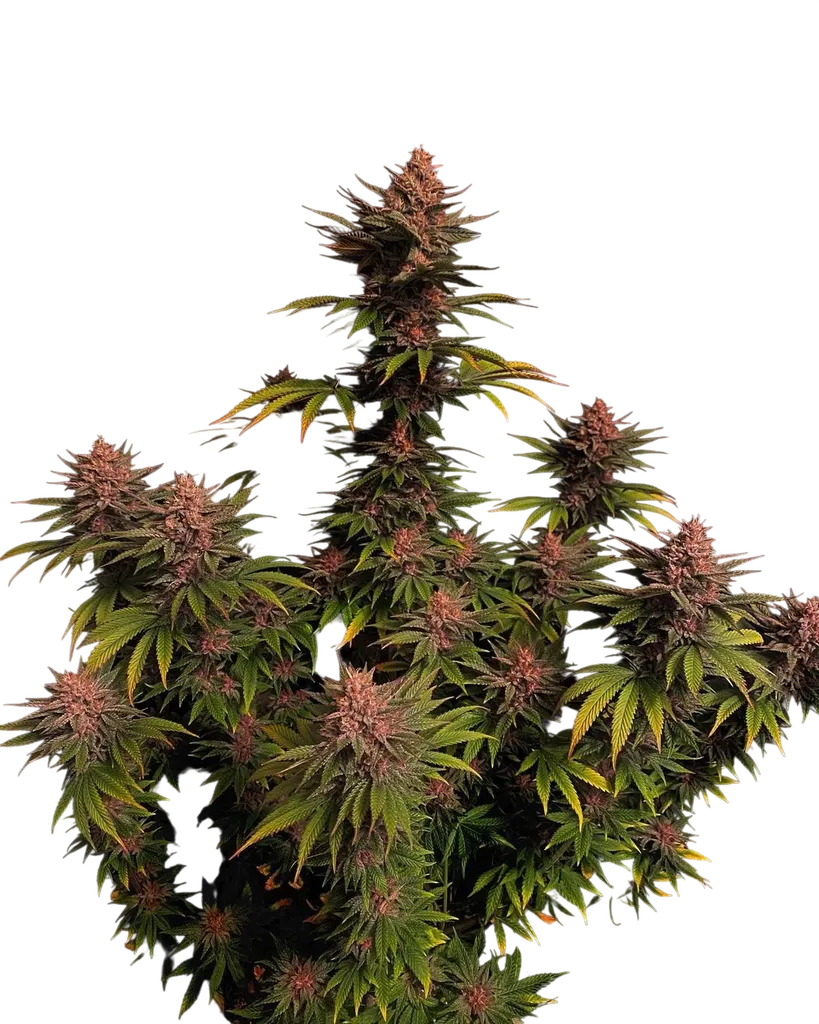 Purple Lemonade FAST | PHOTOFEM | Fast Buds