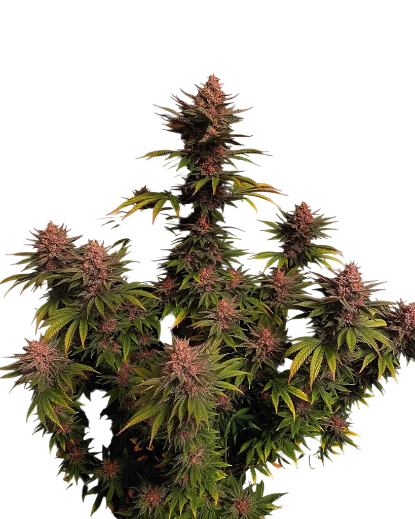 Purple Lemonade FAST – Produktansicht