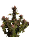 Purple Lemonade FAST | PHOTOFEM | Fast Buds