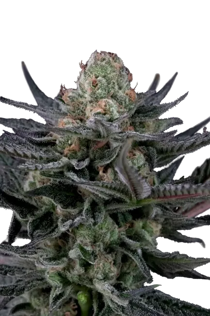 Caramba | PHOTOFEM | Paradise Seeds