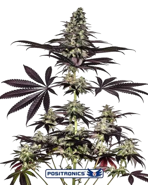 Caramel Ice CBD Express Auto – Produktansicht
