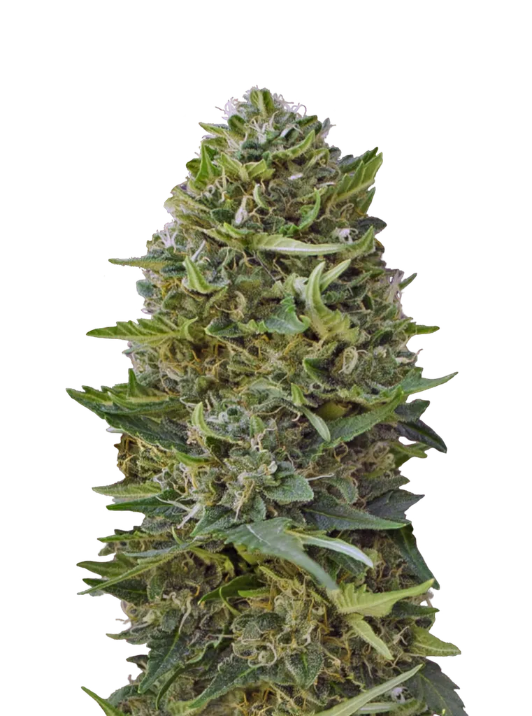 Caramel Kush | PHOTOFEM | 00 Seeds