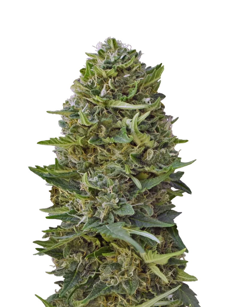 Caramel Kush – Produktansicht