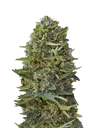 Caramel Kush | PHOTOFEM | 00 Seeds