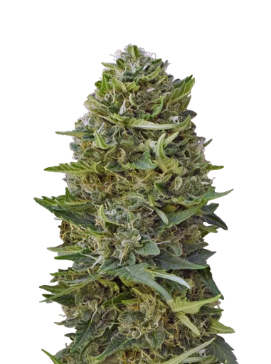 Caramel Kush