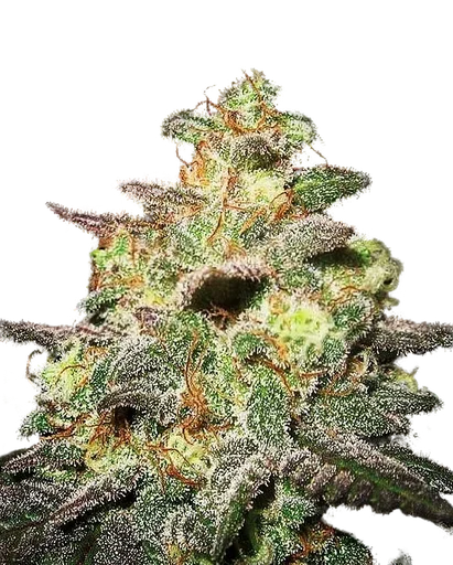 Caramella Auto