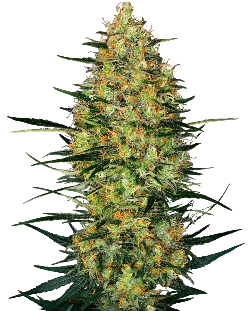 Caramellow Kush Auto | AUTOFEM | Sensi Seeds