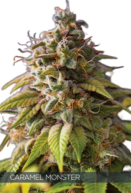 Caramel Monster – Produktansicht