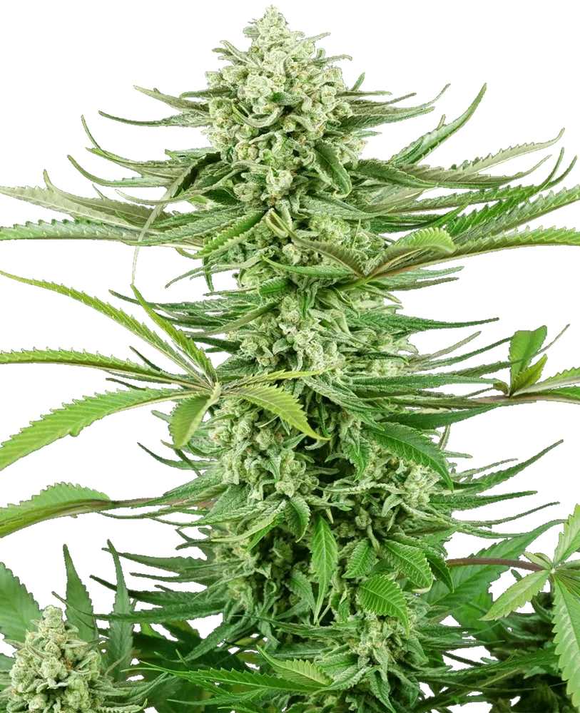 Cashew Kush | PHOTOFEM | Sensi Seeds