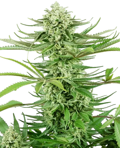 Cashew Kush