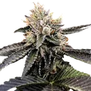 Cataract Cake | PHOTOFEM | DNA Genetics