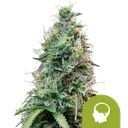 Amnesia Haze Auto | AUTOFEM | Royal Queen Seeds
