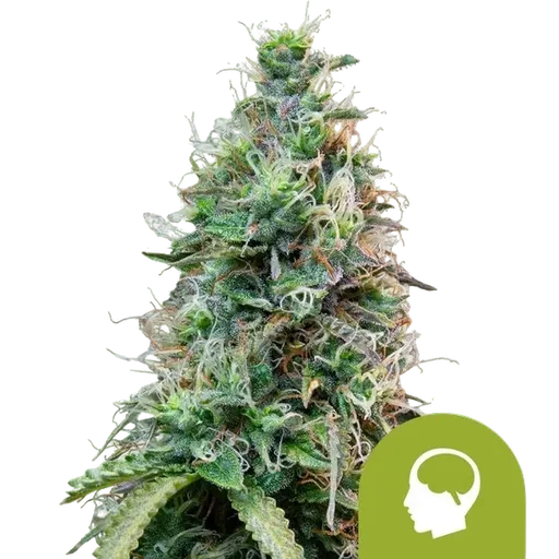 Amnesia Haze Auto