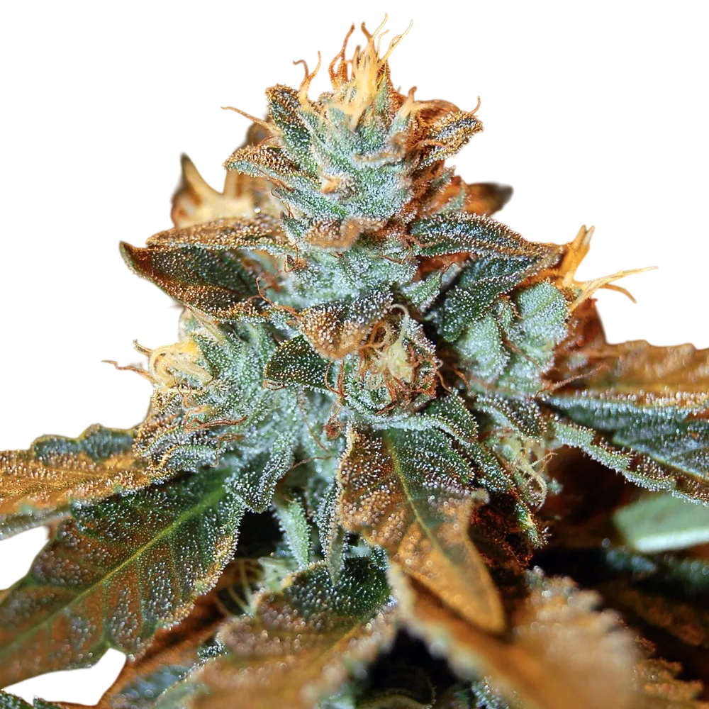 Cataract Kush | PHOTOFEM | DNA Genetics