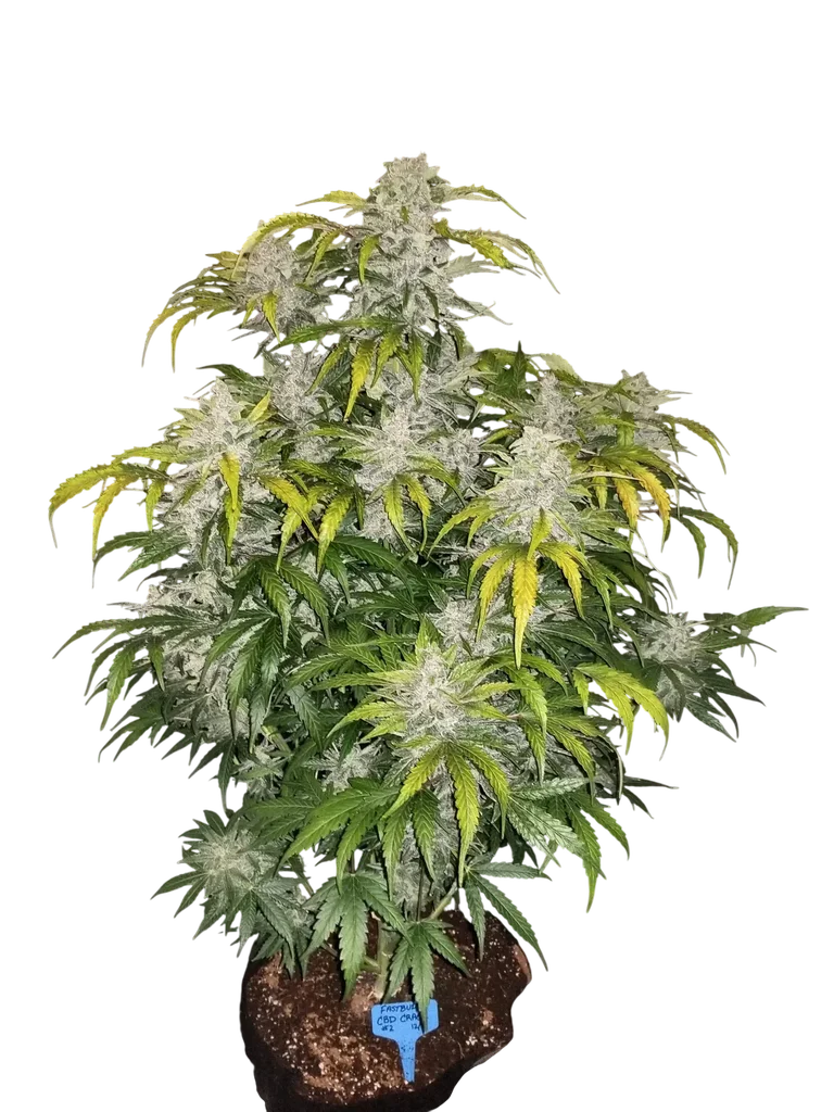 CBD 1:1 Auto – Produktansicht