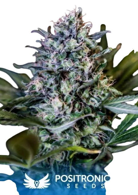 CBD 1:20 – Produktansicht